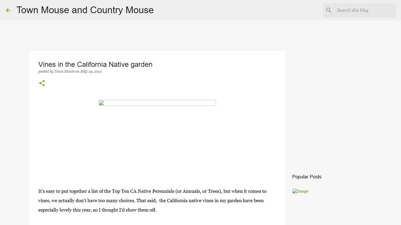 Vines in the California Native garden